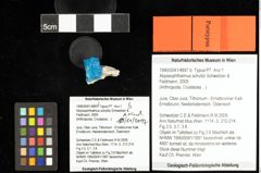 Foto (Objekt + Etiketten) von Abyssophthalmus schultzi (Schweitzer & Feldmann, 2009) 